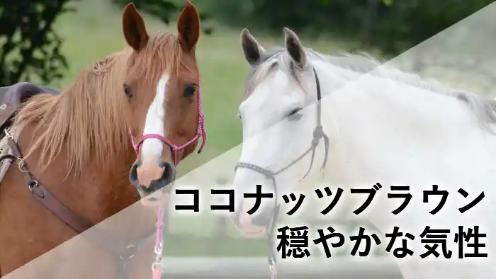 牧場でリラックスする2頭の馬の姿と、文字入れ「ココナッツブラウン 穏やかな気性」