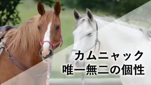 正面を向いた2頭の競走馬の顔。左は鹿毛、右は芦毛。白いベールがかかったデザインで、「カムニャック 唯一無二の個性」の文字。