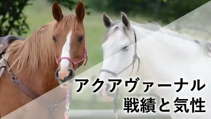 アクアヴァーナルのアイキャッチ画像。茶色と芦毛の2頭の馬が並んでいる背景に「アクアヴァーナル 戦績と気性」の文字。