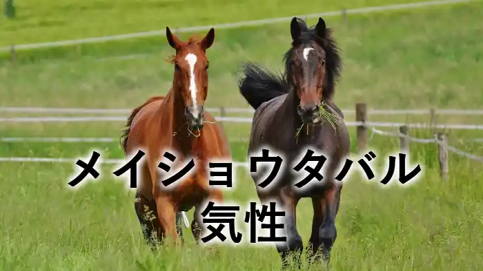 メイショウタバルの気性を解説するアイキャッチ画像