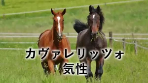 草原を走る2頭の馬と「カヴァレリッツォ 気性」の文字