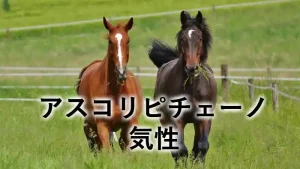 アスコリピチェーノの気性や性格を紹介するアイキャッチ画像