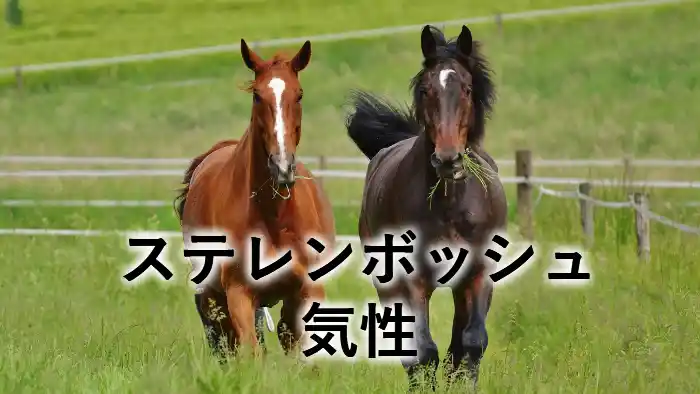 草地を走る2頭の馬と「ステレンボッシュ 気性」の文字