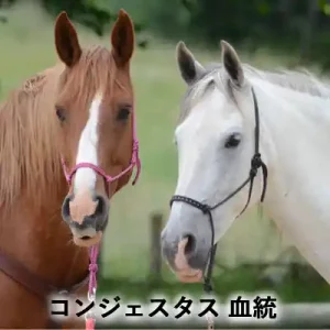 茶色と白色の2頭の馬が並ぶ写真に「コンジェスタス 血統」の文字を入れたアイキャッチ画像