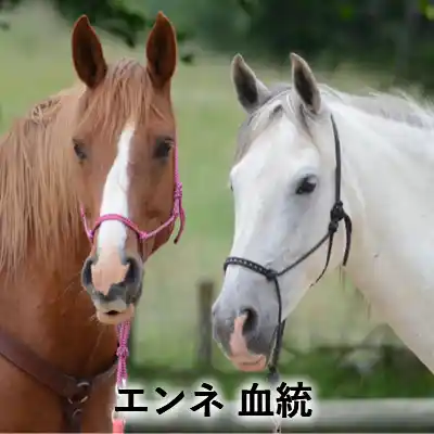 茶色い馬と白い馬が並んだイラストに「エンネ 血統」の文字を入れたアイキャッチ画像