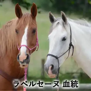 栗毛と白毛の2頭の馬が並ぶ姿と「ラベルセーヌ 血統」の文字が入ったアイキャッチ画像