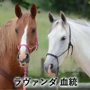 茶色と白色の2頭の馬が並ぶ写真に「ラヴァンダ 血統」の文字を重ねたアイキャッチ画像