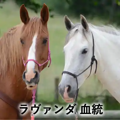 茶色と白色の2頭の馬が並ぶ写真に「ラヴァンダ 血統」の文字を重ねたアイキャッチ画像