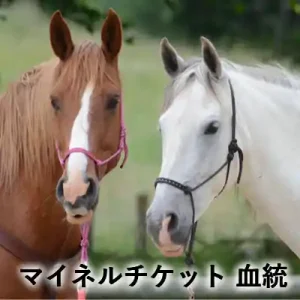 牧草地で並ぶ茶色と白色の2頭の馬。「マイネルチケット 血統」の文字入りアイキャッチ画像。