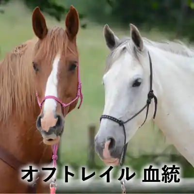 オフトレイルの血統をイメージした、栗毛と白毛の2頭の馬が並ぶアイキャッチ画像