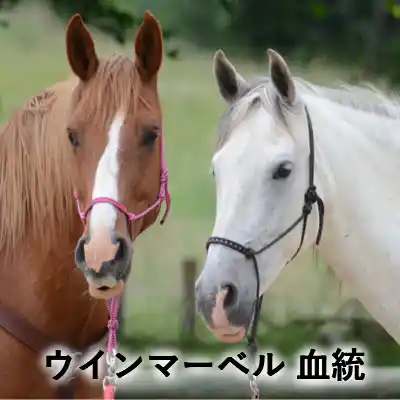 草地に並ぶ栗毛と白毛に見える2頭の馬。「ウインマーベル 血統」の文字入りアイキャッチ画像